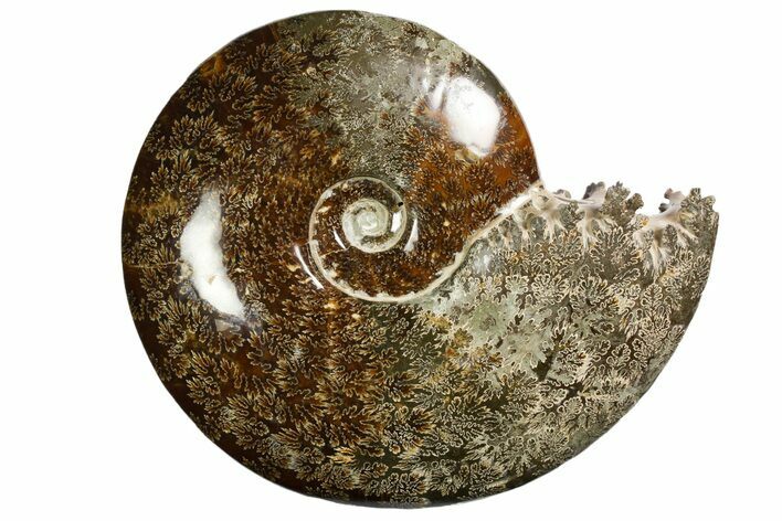 Polished, Agatized Ammonite (Cleoniceras) - Madagascar #138561